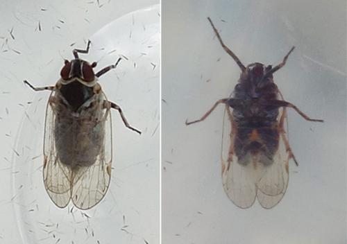 Hyalesthes obsoletus